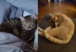 Lost Male Cat last seen Near QUINN ROAD, Latrobe, PA 15650