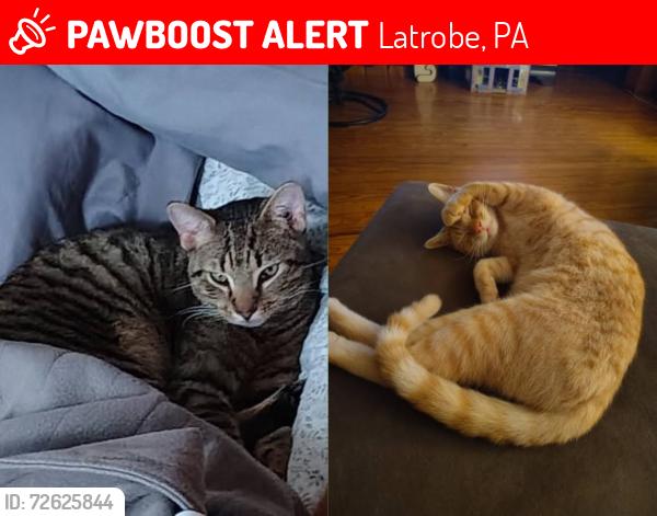 Lost Male Cat last seen Near QUINN ROAD, Latrobe, PA 15650