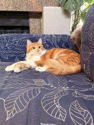 Found/Stray Male Cat last seen Ft. Apache & Desert Inn, in the back of my condominium, hiding in a wall.  I have possesion now., Las Vegas, NV 89117