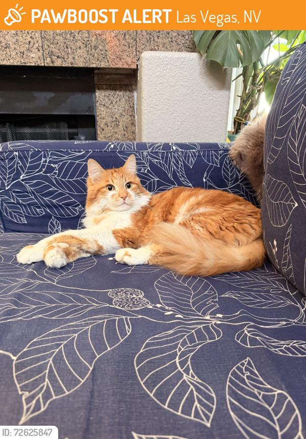 Found/Stray Male Cat last seen Ft. Apache & Desert Inn, in the back of my condominium, hiding in a wall.  I have possesion now., Las Vegas, NV 89117