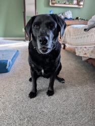 Found/Stray Female Dog last seen Nashboro woods , Nashville, TN 37217