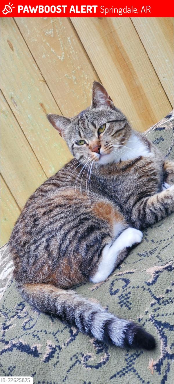 Lost Female Cat last seen Gutensohn,  Mcray , West Sunset Harps , Springdale, AR 72762