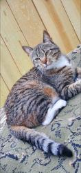 Lost Female Cat last seen Gutensohn,  Mcray , West Sunset Harps , Springdale, AR 72762