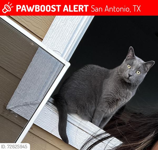 Lost Male Cat last seen Fairways of woodlake gated community, San Antonio, TX 78244