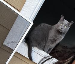 Lost Male Cat last seen Fairways of woodlake gated community, San Antonio, TX 78244