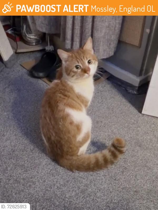 Found/Stray Unknown Cat last seen Old Brow Court Mossley near the train station , Mossley, England OL5