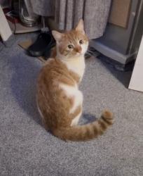 Found/Stray Unknown Cat last seen Old Brow Court Mossley near the train station , Mossley, England OL5