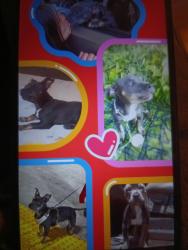 Lost Female Dog last seen Watt ave El Camino avenue , Sacramento, CA 95821
