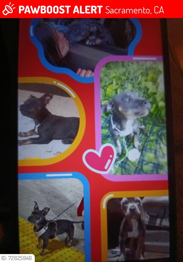 Lost Female Dog last seen Watt ave El Camino avenue , Sacramento, CA 95821
