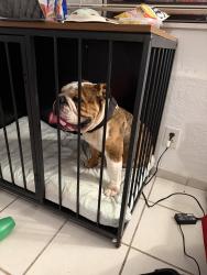 Lost Male Dog last seen cesar chavez, Fresno, CA 93702
