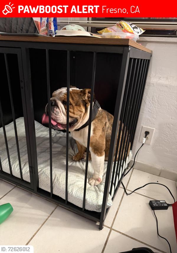 Lost Male Dog last seen cesar chavez, Fresno, CA 93702