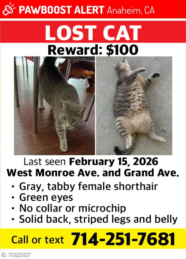 Lost Female Cat last seen Near W. Monroe Ave, Anaheim, CA 92801, Anaheim, CA 92801