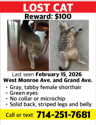 Lost Female Cat last seen Near W. Monroe Ave, Anaheim, CA 92801, Anaheim, CA 92801