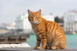 Found/Stray Unknown Cat last seen Willowbrook Drive and Meadowglen , Whitby, ON L1R