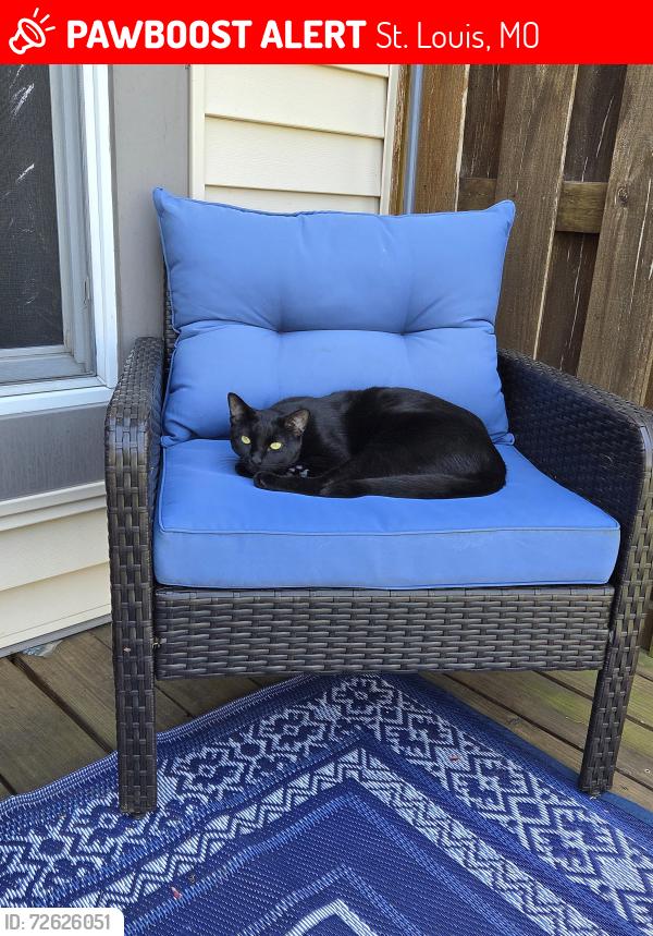 Lost Male Cat last seen Olive Street rd and Field Point Ln, St. Louis, MO 63146