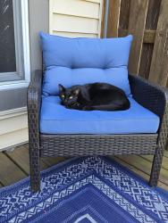 Lost Male Cat last seen Olive Street rd and Field Point Ln, St. Louis, MO 63146