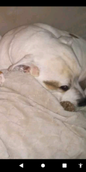 Lost Male Dog last seen Poplar St , Jacksonville, AR 72076