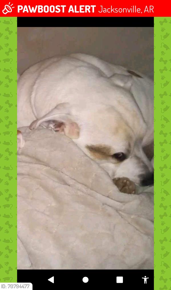 Lost Male Dog last seen Poplar St , Jacksonville, AR 72076