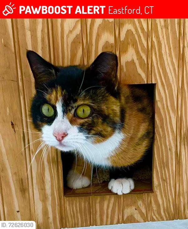 Lost Female Cat last seen Eastford, Ashford, Willington, Tolland Connecticut, Eastford, CT 06242
