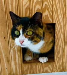 Lost Female Cat last seen Eastford, Ashford, Willington, Tolland Connecticut , Eastford, CT 06242