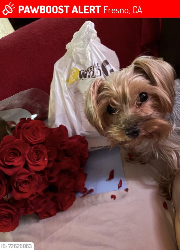 Lost Female Dog last seen Lane/winery willow/peach, Fresno, CA 93727