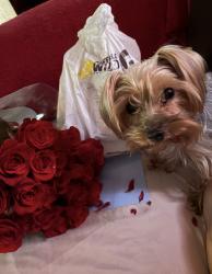 Lost Female Dog last seen Lane/winery willow/peach, Fresno, CA 93727