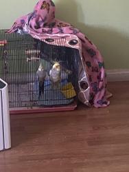 Lost Unknown Bird last seen Temple, Sunset area , Los Angeles, CA 90026