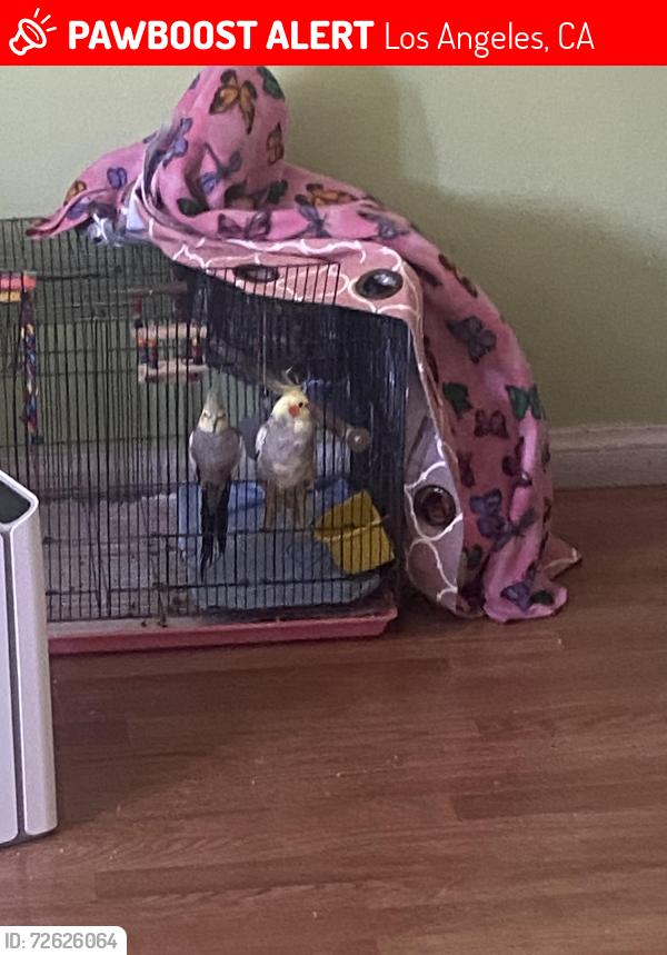 Lost Unknown Bird last seen Temple, Sunset area , Los Angeles, CA 90026