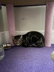Found/Stray Unknown Cat last seen 13th and Peoria, Tulsa, OK 74120