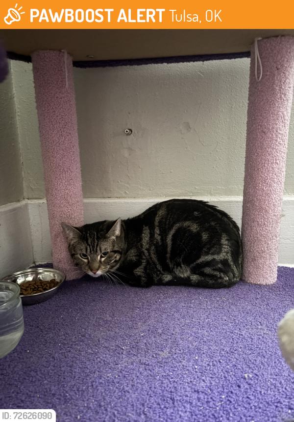 Found/Stray Unknown Cat last seen 13th and Peoria, Tulsa, OK 74120