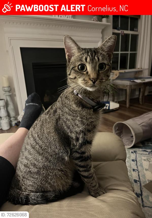 Found/Stray Female Cat last seen Potters Row & Writers Way, Cornelius, NC, Cornelius, NC 28031