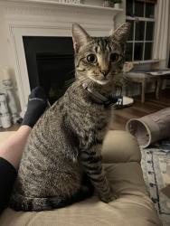Found/Stray Female Cat last seen Potters Row & Writers Way, Cornelius, NC, Cornelius, NC 28031