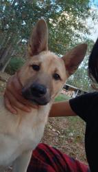 Lost Male Dog last seen Coon massey rd, Conroe, TX 77301