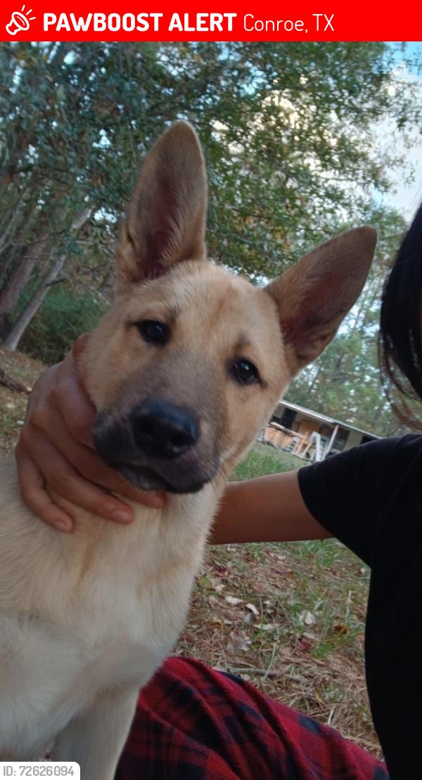 Lost Male Dog last seen Coon massey rd, Conroe, TX 77301