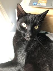 Lost Male Cat last seen Rhydelig Avenue , Cardiff, Wales CF14