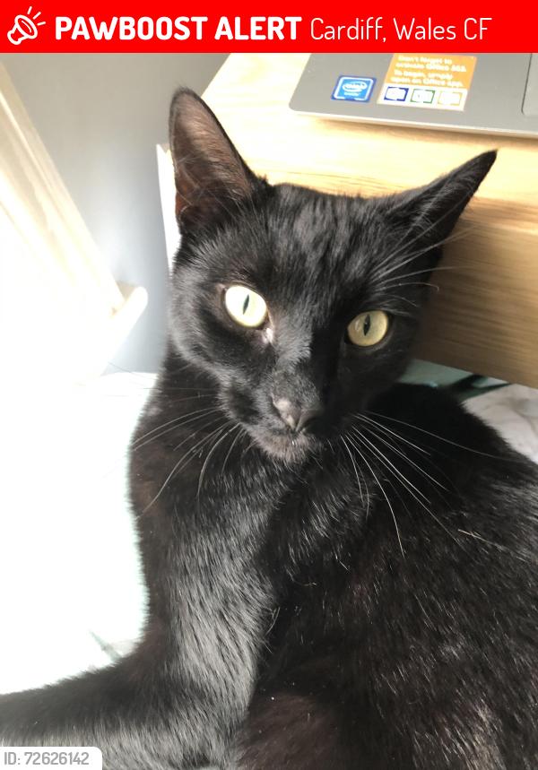 Lost Male Cat last seen Rhydelig Avenue , Cardiff, Wales CF14