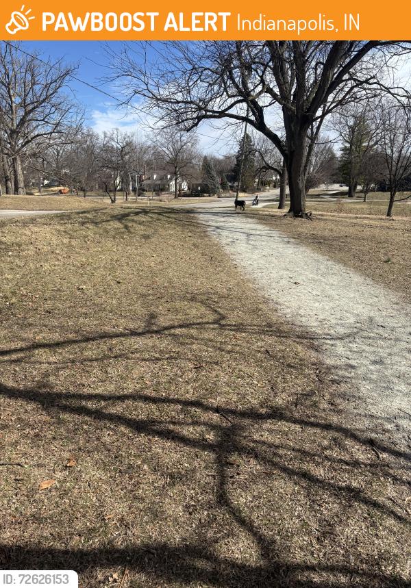 Found/Stray Unknown Dog last seen Dog was heading West on Walnut into Ellenberger Park, Indianapolis, IN 46201