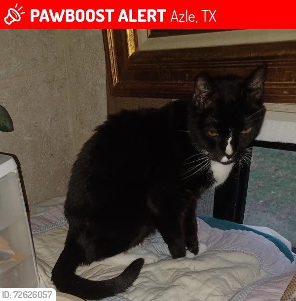 Lost Male Cat last seen Near Liberty School rd. Azle Tx, Azle, TX 76020