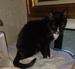 Lost Male Cat last seen Near Liberty School rd. Azle Tx, Azle, TX 76020
