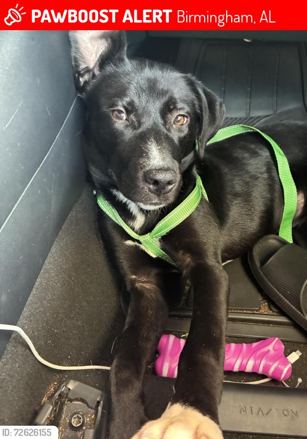 Lost Female Dog last seen North side , Birmingham, AL 35203