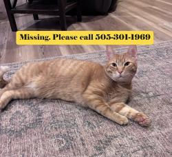 Lost Female Cat last seen Mirador Loop & Broadmoor Blvd, Rio Rancho, NM 87144