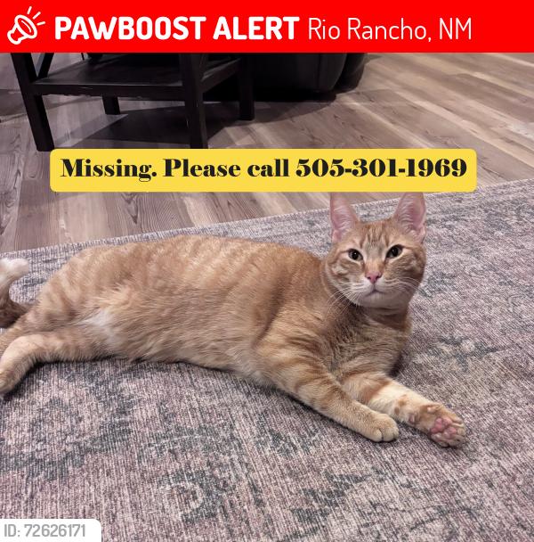 Lost Female Cat last seen Mirador Loop & Broadmoor Blvd, Rio Rancho, NM 87144