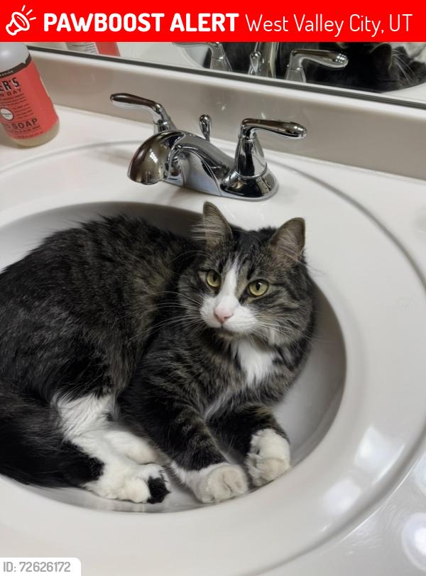 Lost Male Cat last seen Near s 6600 w, West Valley City, UT 84128