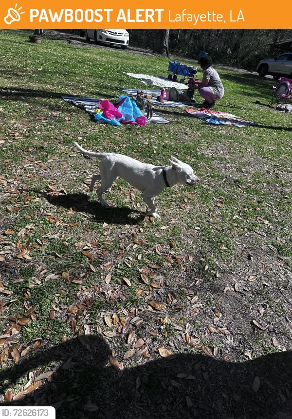 Found/Stray Female Dog last seen Nature station, Lafayette, LA 70501