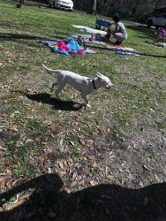 Found/Stray Female Dog last seen Nature station, Lafayette, LA 70501