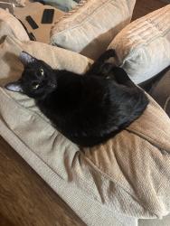 Lost Female Cat last seen Near market point Dr , Greenville, SC 29607