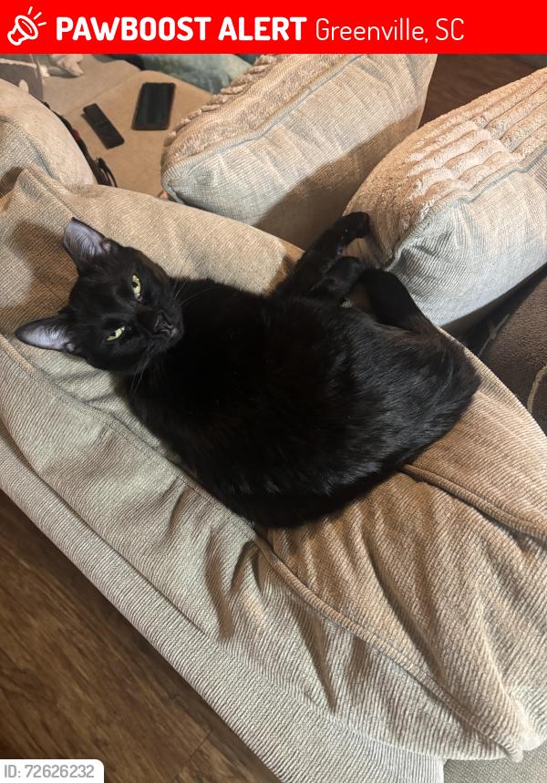 Lost Female Cat last seen Near market point Dr , Greenville, SC 29607