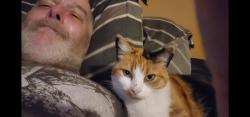 Lost Female Cat last seen Benjamin Holt and Cumberland, Stockton, CA 95219