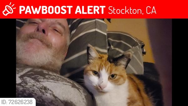 Lost Female Cat last seen Benjamin Holt and Cumberland, Stockton, CA 95219