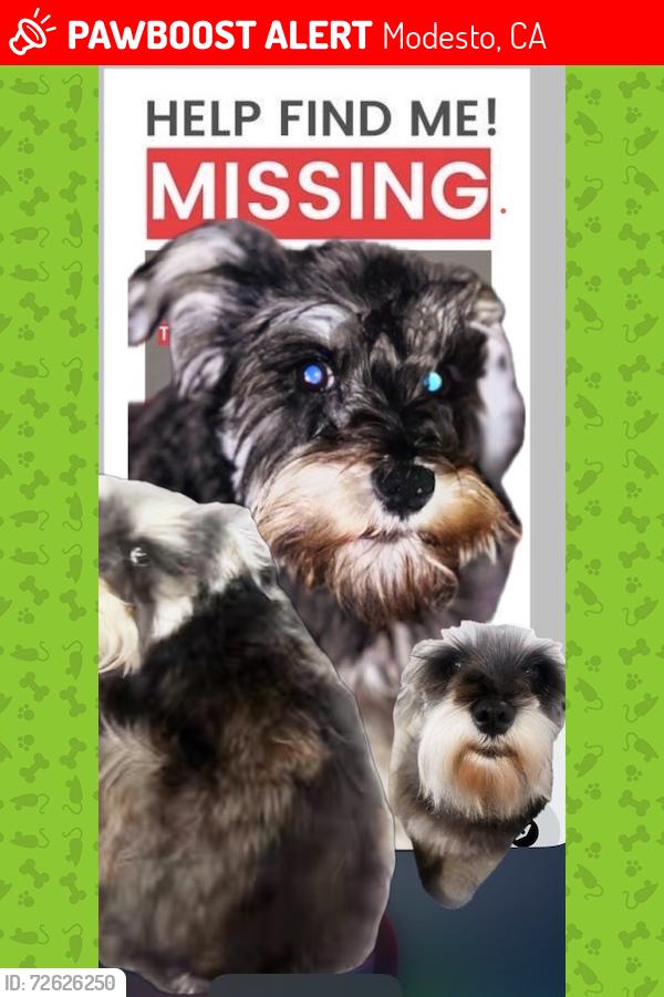 Lost Female Dog last seen Chrysler dr modesto , Modesto, CA 95350